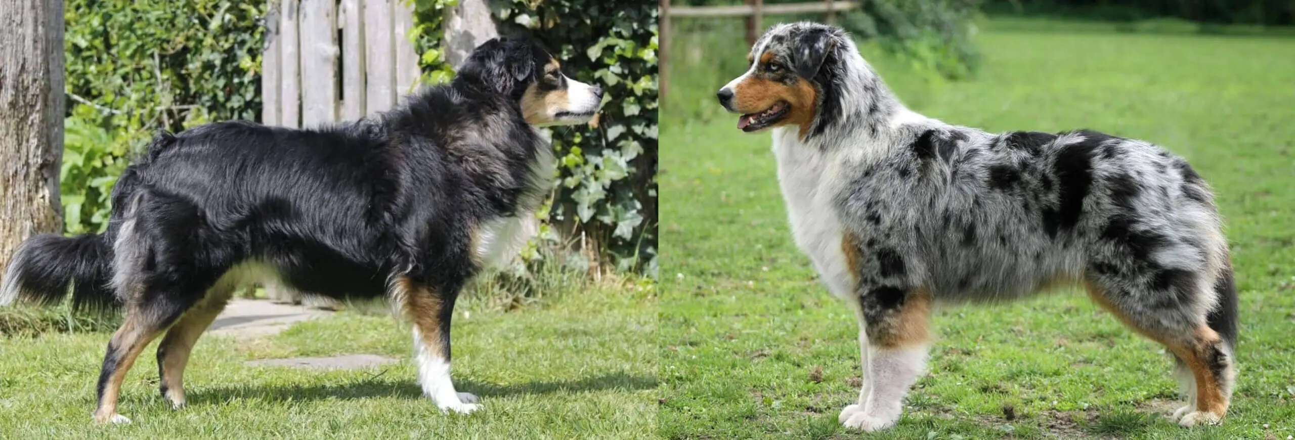 Meest veelzijdige Aussie/MAS
