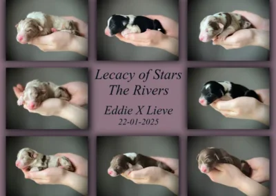 Legacy of Stars