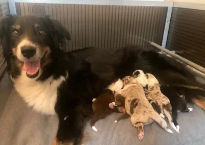 Vom Hollandischen Hof