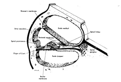 Schematisch diagram van een doorsnee in een kromming van de cochlea. (From Bloom W. Fawcett DW: A textbook of Histology, ed 10 Philadelphia, WB Saunders Co 1975) 